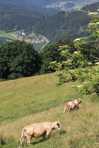 Almwiese mit Kühen