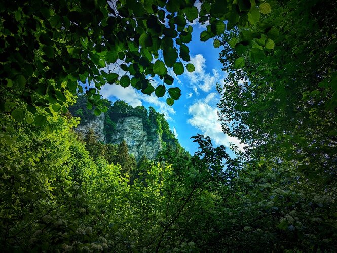 Blick durch Blätterdach auf Berg