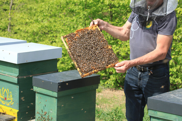 Imker mit Bienen