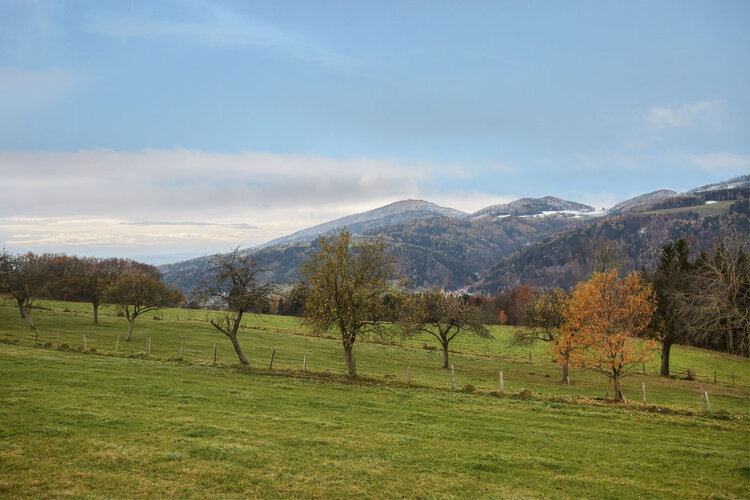 Wiese mit Bäumen in hügeliger Landschaft