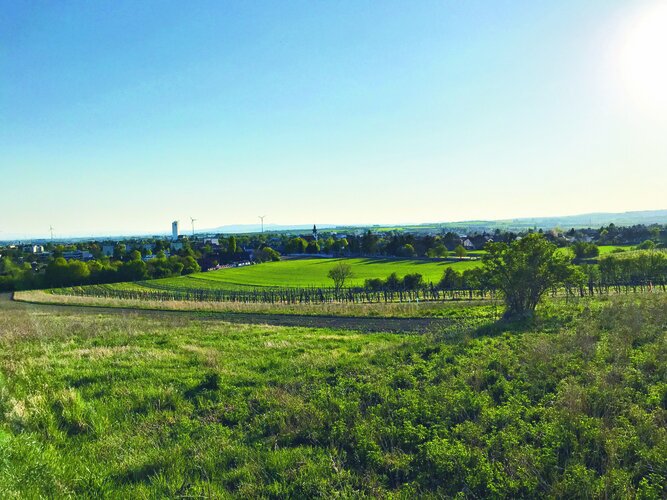 Wiese mit blauen Himmel und Sonnenschein