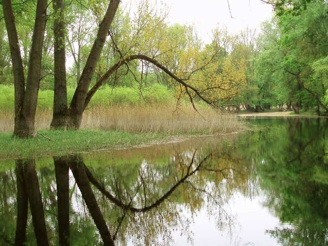 Flusslauf mit Bäumen