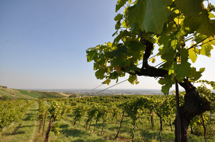 Weinanbei in Guntramsdorf.