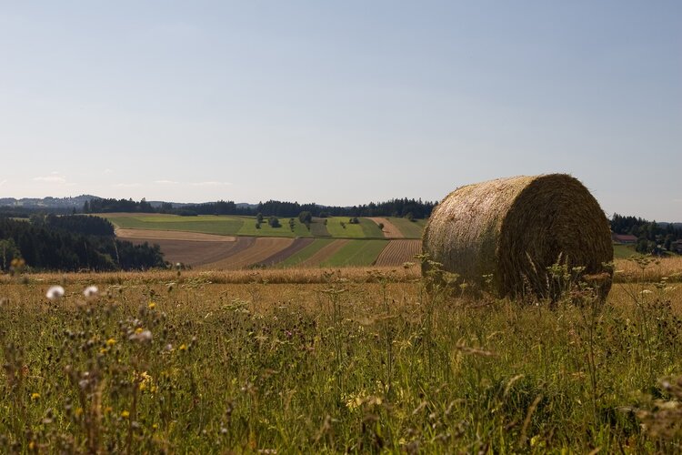 Wiese mit Heuballen auf der rechten Seite.