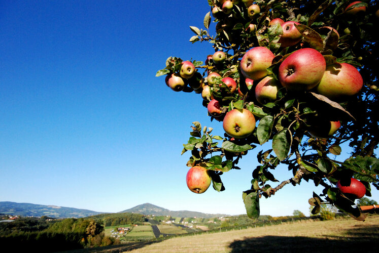 Blick vom Apfelbaum ins Tal