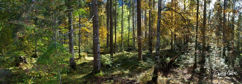 Wald mit Sonnenstrahlen