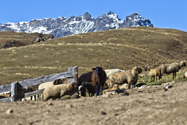 Tiere auf der Alm