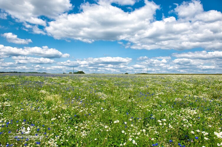 Blumenfeld mit blauen Himmel und Wolken