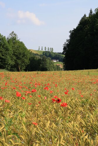 Feld mit Mohnblumen