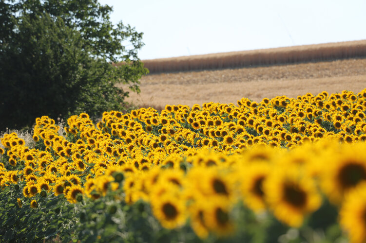 Sonnenblumenfeld