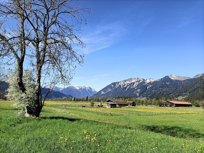 Baum auf der linken Seite und Wiese und rechts hinten Berge.