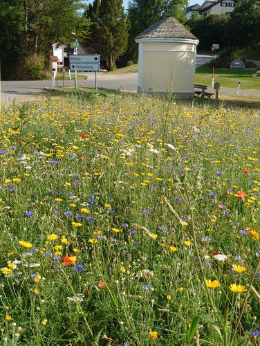 Blühende Blumenwiese an Kreuzung in Pöllau