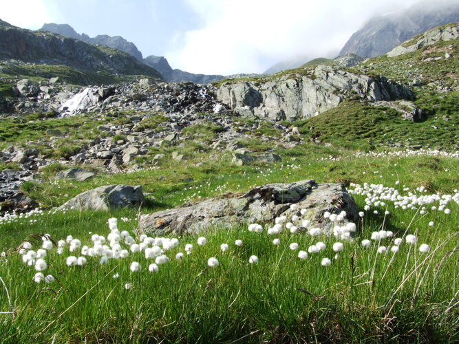 Wiese in den Bergen