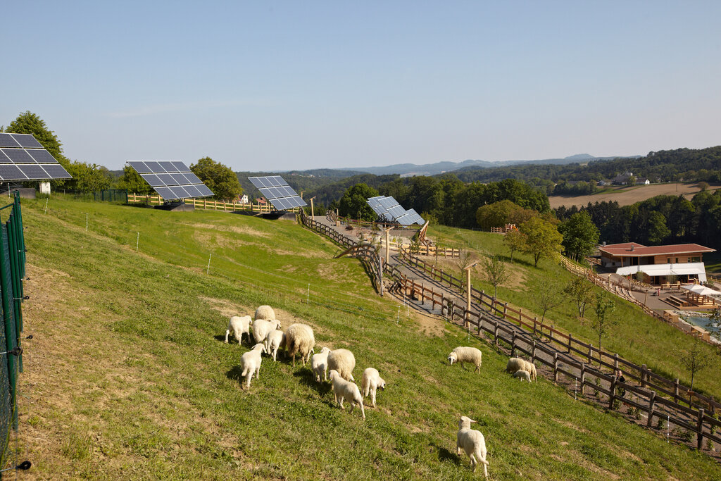 Schafe auf einer steilen Wiese