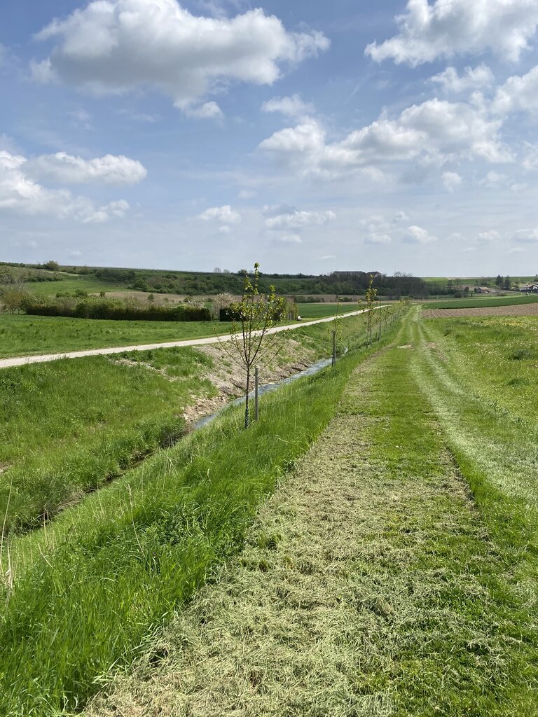 Wiese und blauer Himmer.