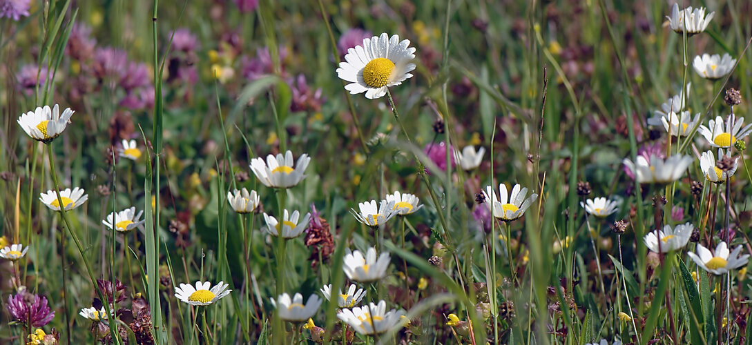 blühende Wiese