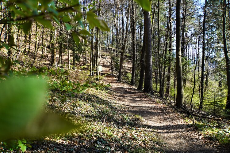 Waldweg mit einfallenden Sonnenstrahlen