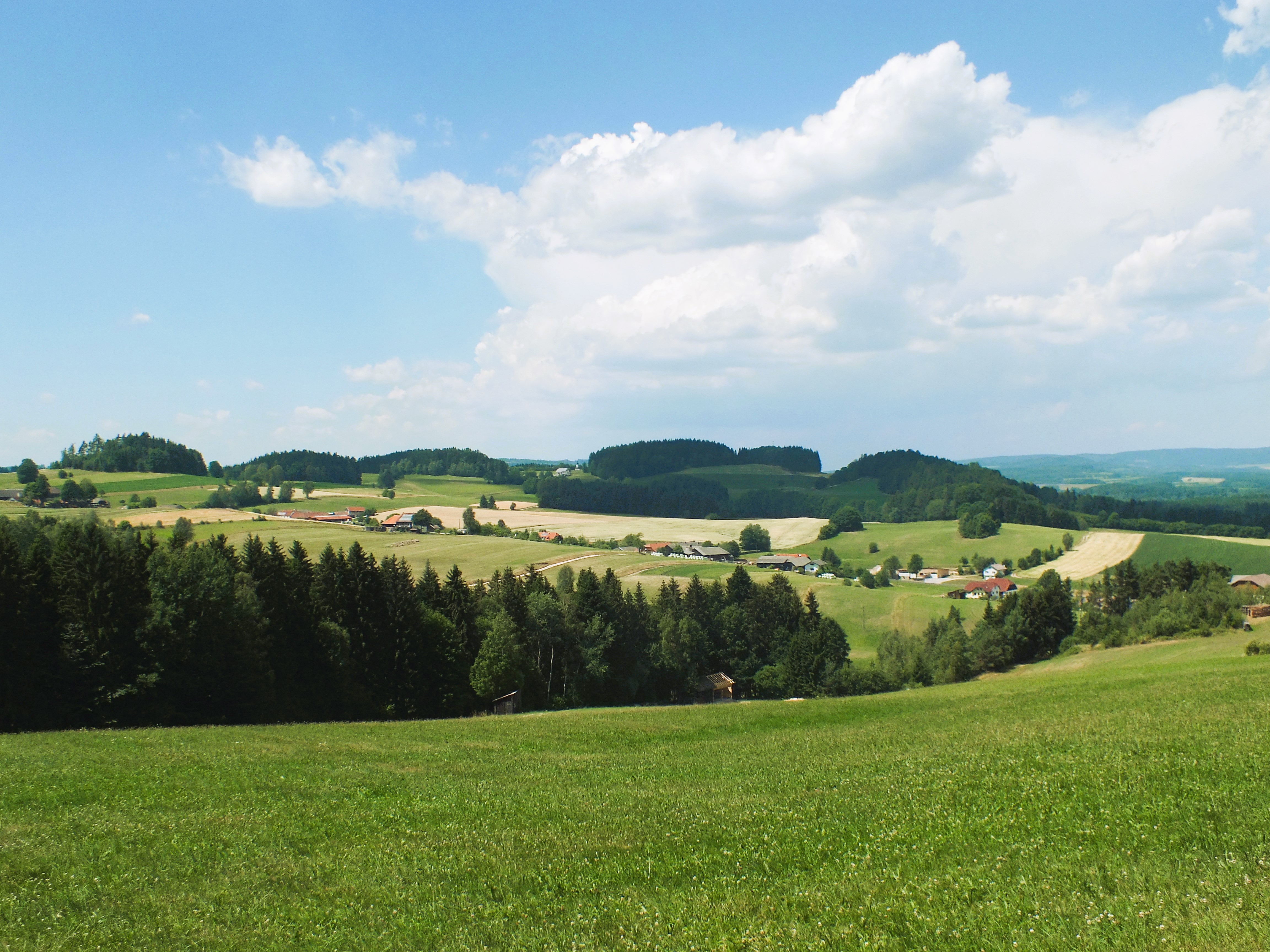 Hinter einer Wiese stehen Bäume und Häuser. 