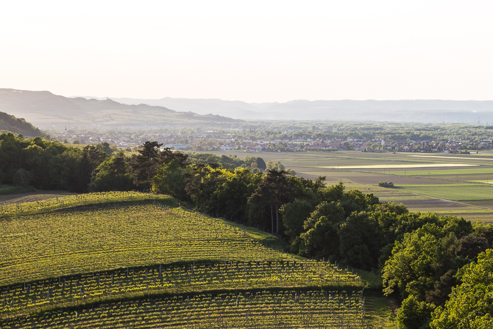 Blick auf das Traisental mit Weinbergen, Baumgürteln und der Stadt Traismauer