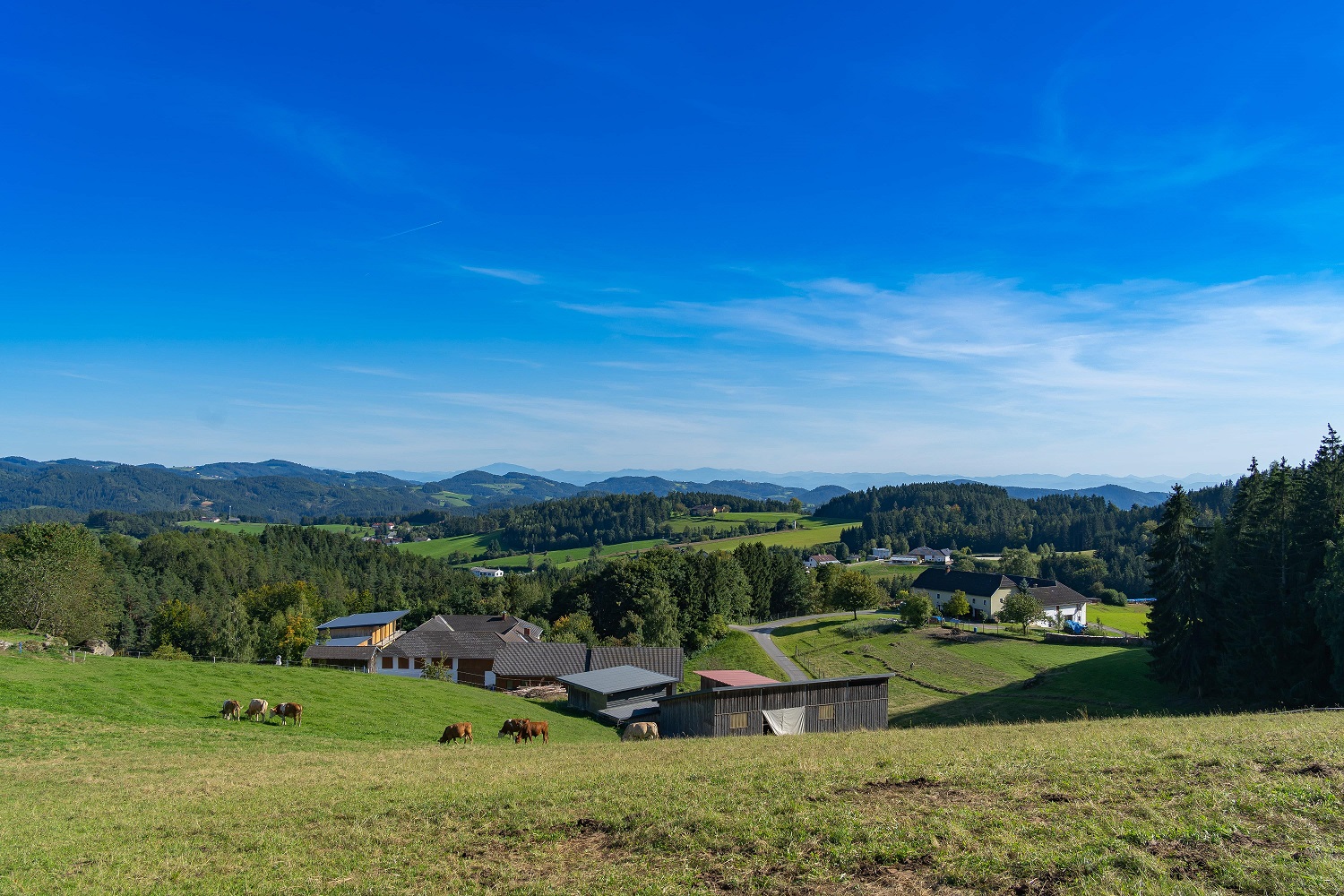 Kühe auf einer Weide und dahinter Häuser.